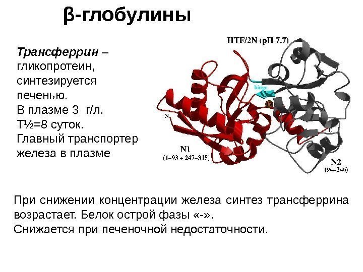 β -глобулины При снижении концентрации железа синтез трансферрина возрастает. Белок острой фазы «-» .