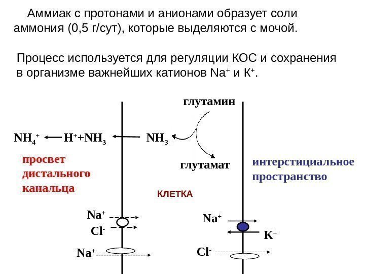 просвет дистального канальца интерстициальное пространство NH 4 +   H + +NH 3