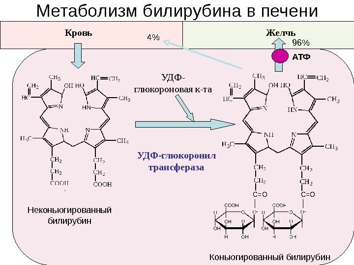 Метаболизм билирубина в печени УДФ-глюкоронил трансфераза УДФ- глюкороновая к-та Неконьюгированный билирубин С=О Коньюгированный билирубин.