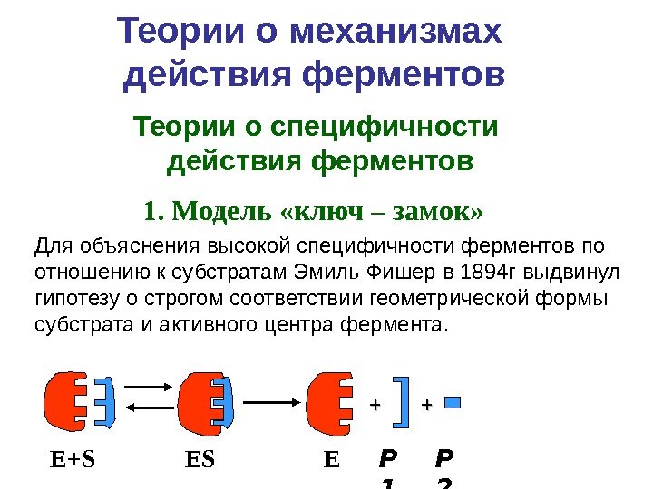 Теории о механизмах действия ферментов Для объяснения высокой специфичности ферментов по отношению к субстратам