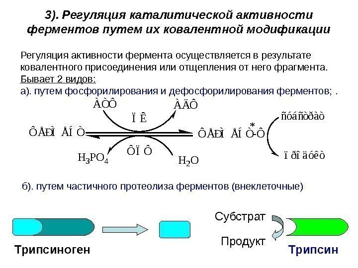 3). Регуляция каталитической активности ферментов путем их ковалентной модификации Регуляция активности фермента осуществляется в