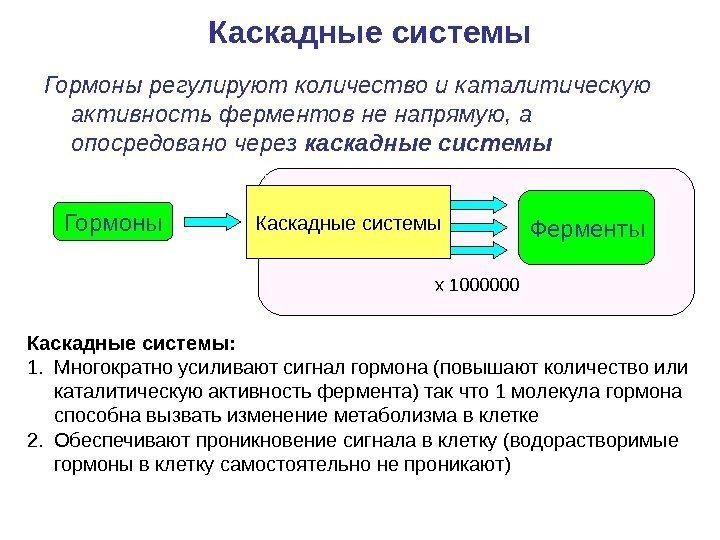 Гормоны регулируют количество и каталитическую активность ферментов не напрямую, а опосредовано через каскадные системы