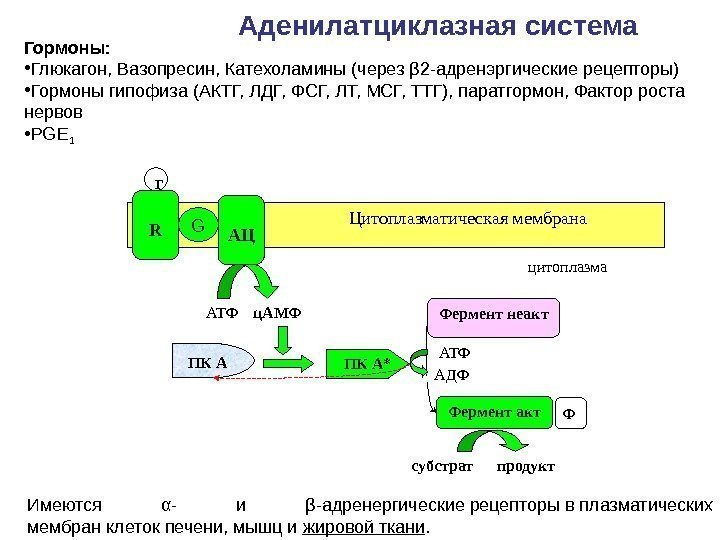 Аденилатциклазная система ПК А Фермент неакт Фермент акт. АТФ АДФ Ф субстрат продукт 