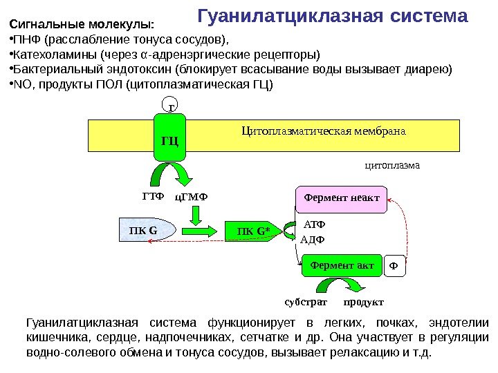 Гуанилатциклазная система Сигнальные молекулы:  • ПНФ (расслабление тонуса сосудов),  • Катехоламины (через