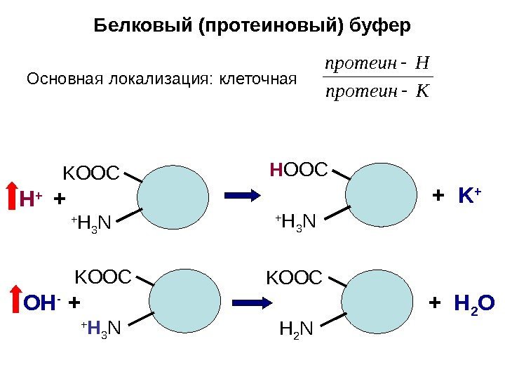   Белковый (протеиновый) буфер Kпротеин Hпротеин Основная локализация: клеточная K ООС + H