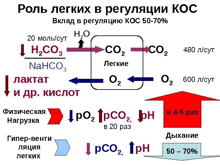   Роль легких в регуляции КОС  H 2 CO 3  