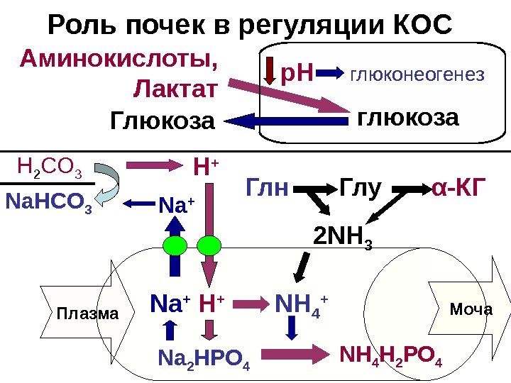   $Роль почек в регуляции КОС  Аминокислоты,  Лактат глюкозар. Н глюконеогенез