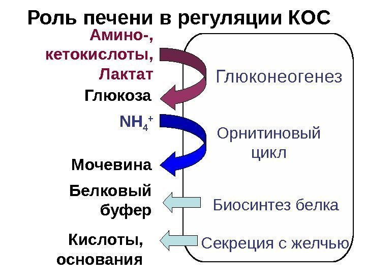   Роль печени в регуляции КОС  Амино-,  кетокислоты,  Лактат Глюкоза