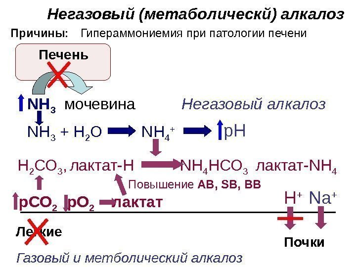   Негазовый (метаболическй) алкалоз  Причины: Печень Повышение  AB ,  SB