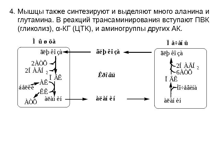   4. Мышцы также синтезируют и выделяют много аланина и глутамина. В реакций