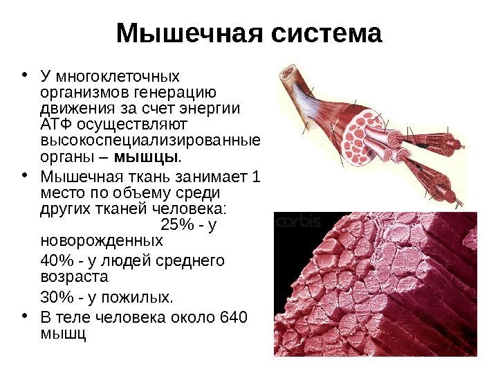   Мышечная система • У многоклеточных организмов генерацию движения за счет энергии АТФ