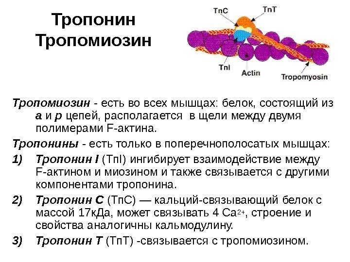   Тропомиозин - есть во всех мышцах: белок, состоящий из а и р