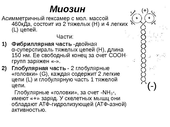  Миозин Асимметричный гексамер с мол. массой 460 к. Да, состоит из 2 тяжелых