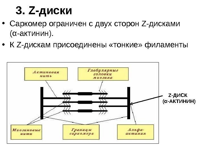   3. Z-диски • Саркомер ограничен с двух сторон Z-дисками ( α -актинин).