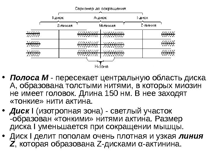   • Полоса М - пересекает центральную область диска А, образована толстыми нитями,