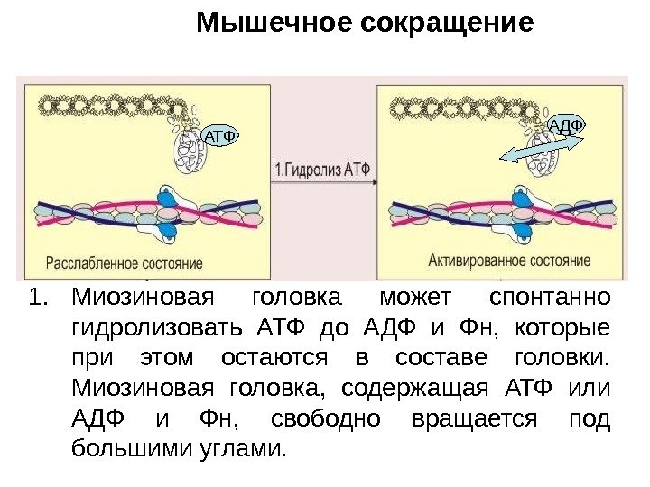   1. Миозиновая головка может спонтанно гидролизовать АТФ до АДФ и Фн, 