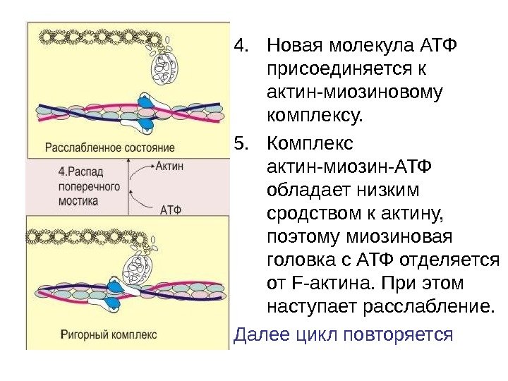   4. Новая молекула АТФ присоединяется к актин-миозиновому комплексу. 5. Комплекс актин-миозин-АТФ обладает