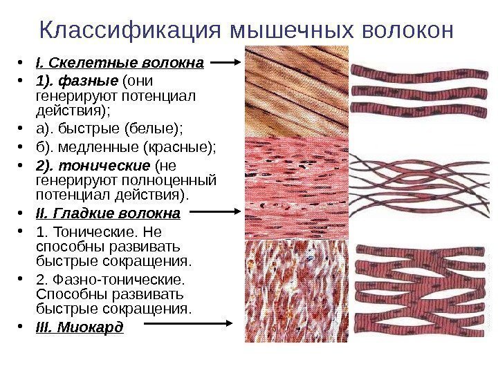   • I. Скелетные волокна • 1). фазные (они генерируют потенциал действия); 