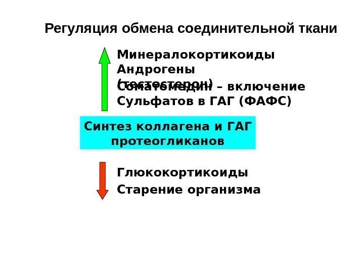 Регуляция обмена соединительной ткани Синтез коллагена и ГАГ протеогликанов Глюкокортикоиды Старение организма. Минералокортикоиды Андрогены