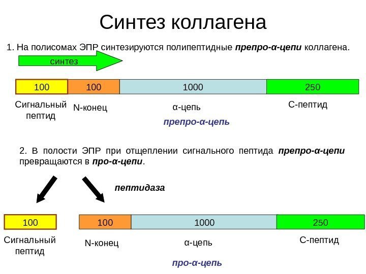 Синтез коллагена 1. На полисомах ЭПР синтезируются полипептидные препро-α-цепи коллагена.  1000100100 250 Сигнальный