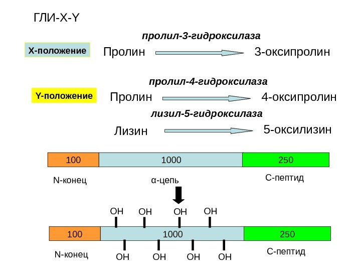 1000100 250 N -конец α -цепь С-пептид 1000100 250 N -конец С-пептид. ОН ОНПролин