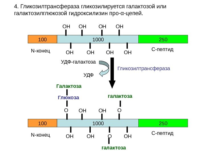 4. Гликозилтрансфераза гликозилируется галактозой или галактозилглюкозой гидроксилизин про-α-цепей.  1000100 250 N -конец С-пептид.