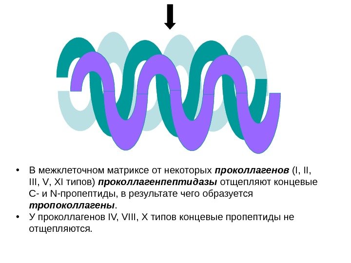  • В межклеточном матриксе от некоторых проколлагенов ( I ,  III ,