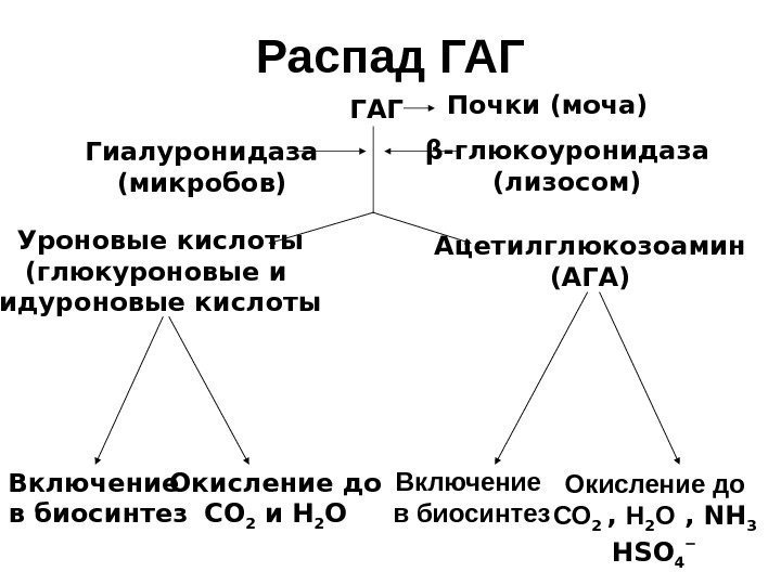 Распад ГАГ Гиалуронидаза (микробов) β -глюкоуронидаза (лизосом)ГАГ Почки (моча) Ацетилглюкозоамин (АГА)Уроновые кислоты (глюкуроновые и