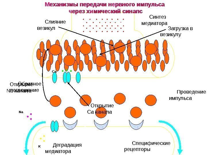 Са Na K Синтез медиатора Загрузка в везикулу. Слияние везикул Специфические рецепторы. Открытие 