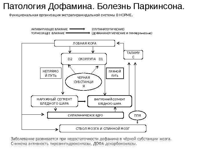 Патология Дофамина. Болезнь Паркинсона. ЛОБНАЯ КОРА D 2  СКОРЛУПА  D 1 ЧЕРНАЯ