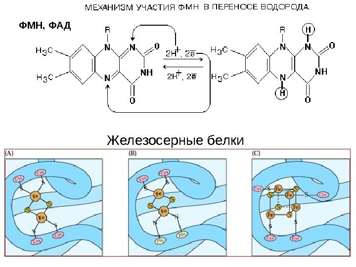   Железосерные белки. ФМН, ФАД 