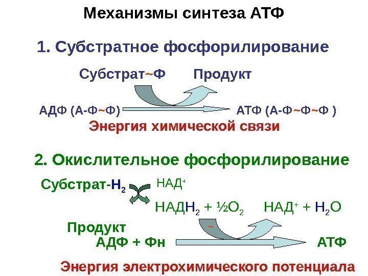   АДФ + Фн       АТФ Механизмы синтеза