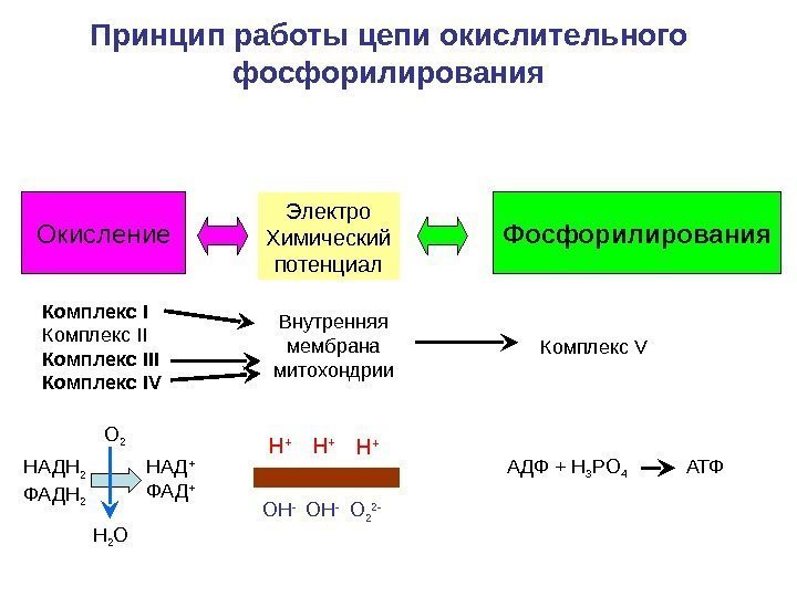   Принцип работы цепи окислительного фосфорилирования Окисление Электро Химический потенциал Фосфорилирования Комплекс III