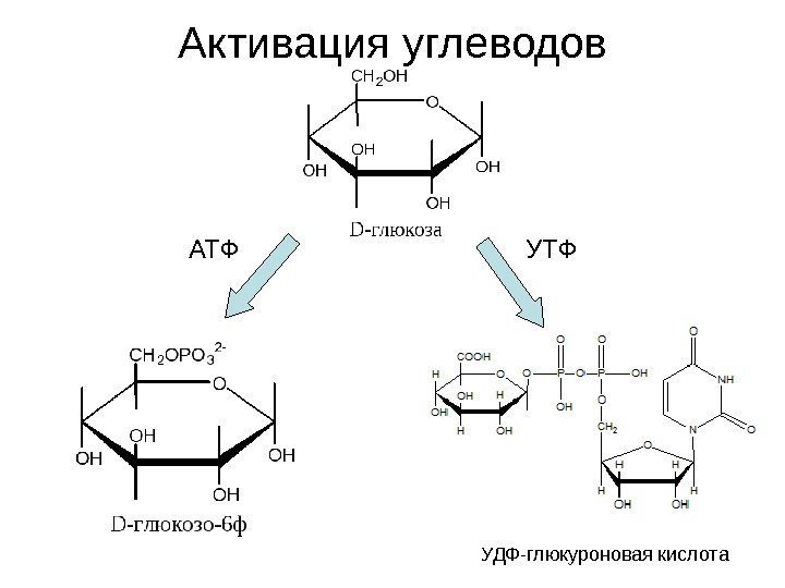 Активация углеводов УДФ-глюкуроновая кислота. АТФ УТФ 