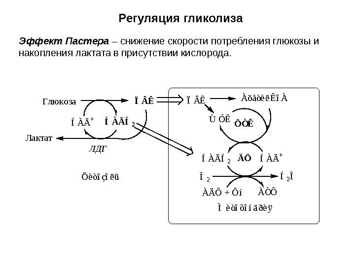 Регуляция гликолиза Эффект Пастера – снижение скорости потребления глюкозы и накопления лактата в присутствии