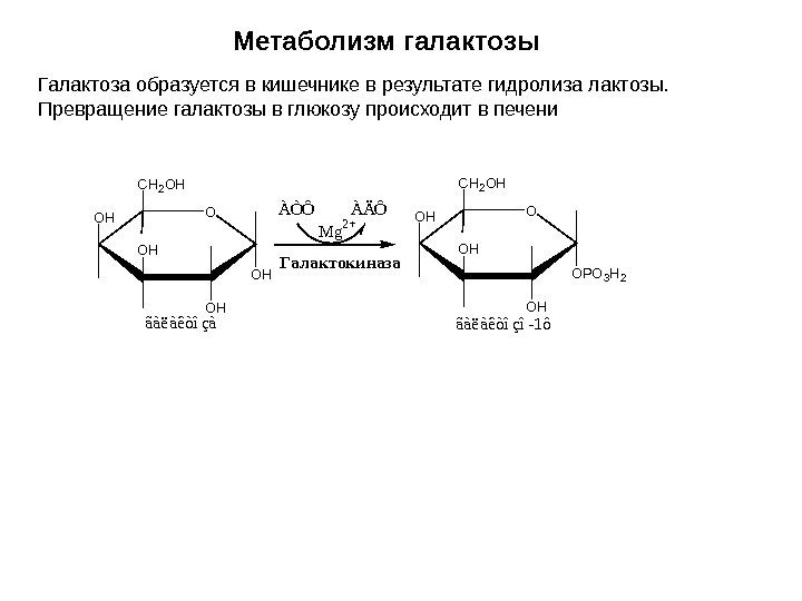 Метаболизм галактозы Галактоза образуется в кишечнике в результате гидролиза лактозы.  Превращение галактозы в