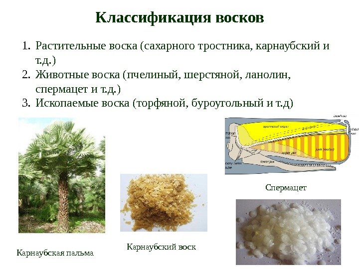 Классификация восков 1. Растительные воска (сахарного тростника, карнаубский и т. д. ) 2. Животные