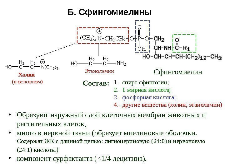 Б. Сфингомиелины 1. спирт сфингозин; 2. 1 жирная кислота; 3. фосфорная кислота; 4. другие