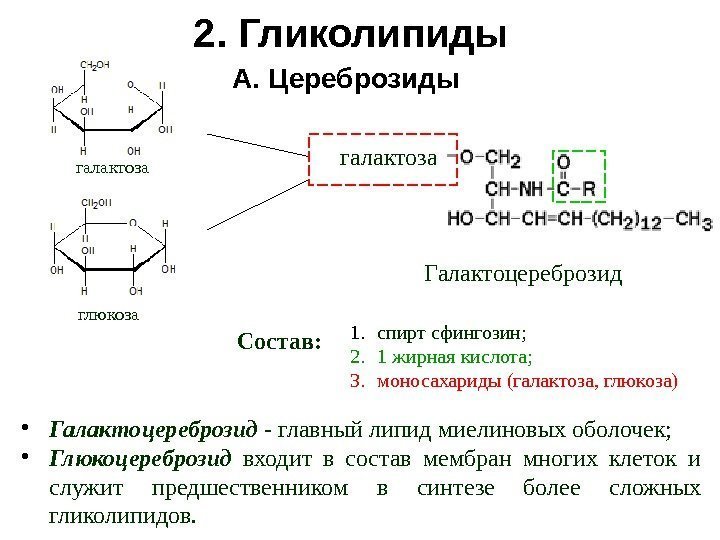 2. Гликолипиды 1. спирт сфингозин; 2. 1 жирная кислота; 3. моносахариды (галактоза, глюкоза)Состав: Галактоцереброзидгалактоза.