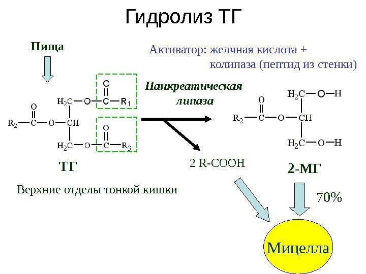 Гидролиз ТГ Панкреатическая липаза 2 R-COOH ТГ 2 -МГАктиватор: желчная кислота +  