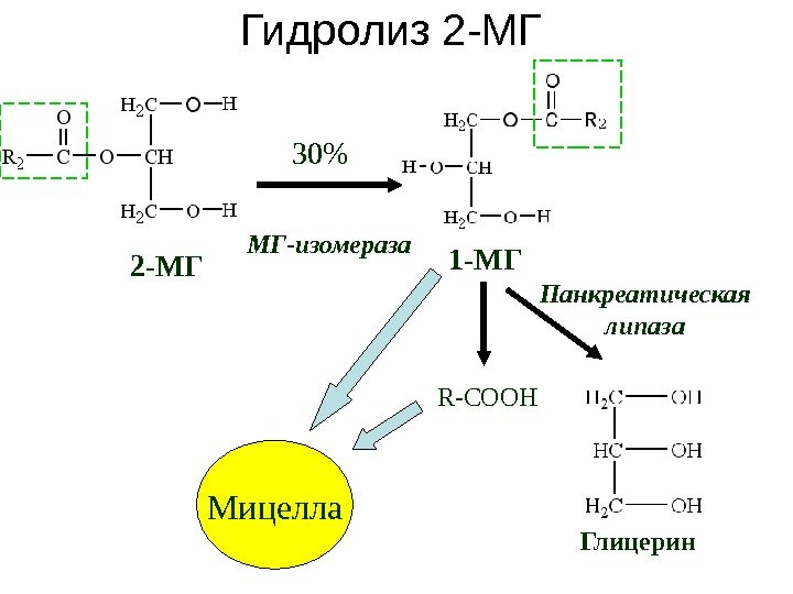 R-COOH 2 -МГ 1 -МГ Панкреатическая липаза 30 Глицерин. Гидролиз 2 -МГ МГ-изомераза Мицелла