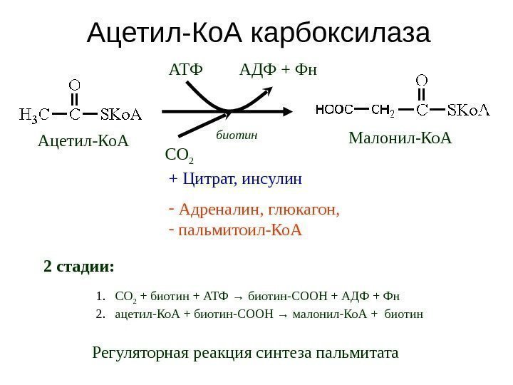 Ацетил-Ко. А карбоксилаза Ацетил-Ко. А Малонил-Ко. ААТФ АДФ + Фн СО 2 + Цитрат,