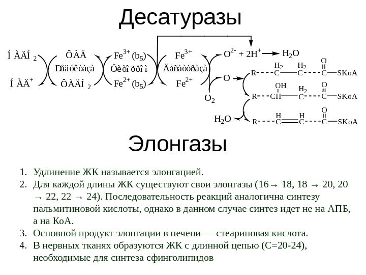 ДесатуразыÍÀÄÍ2 ÍÀÄ+ ÔÀÄÍ2 Fe 3+ (b 5) Fe 2+ (b 5) O 2 -