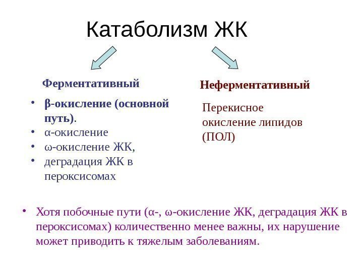 Катаболизм ЖК • Хотя побочные пути (α-, ω-окисление ЖК, деградация ЖК в пероксисомах) количественно