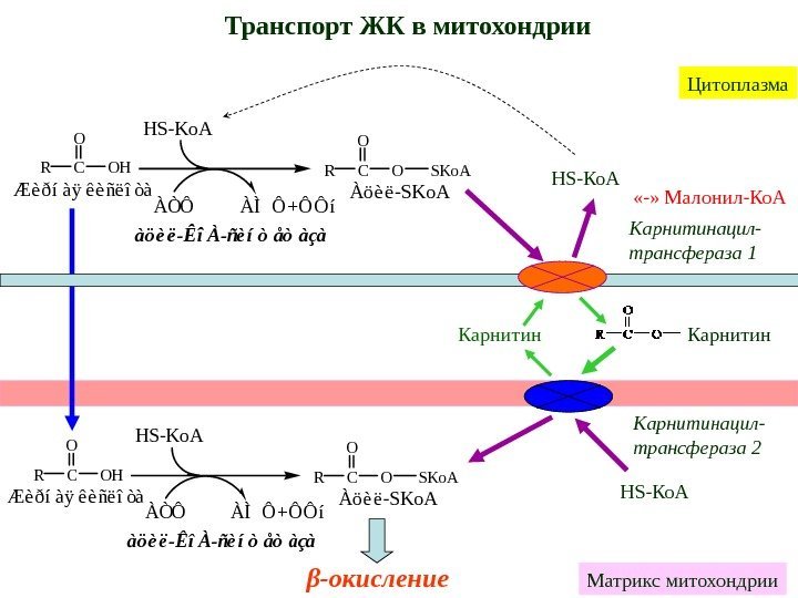 Транспорт ЖК в митохондрии à ö è ë - Ê î À - ñ