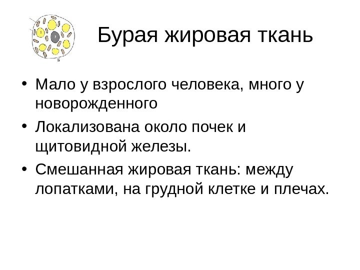 Бурая жировая ткань  • Мало у взрослого человека, много у новорожденного • Локализована