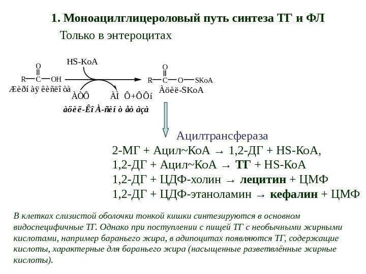      Ацилтрансфераза 2 -МГ + Ацил~Ко. А → 1, 2
