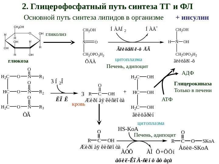 глюкоза 2.  Глицерофосфатный путь синтеза ТГ и ФЛ Основной путь синтеза липидов в