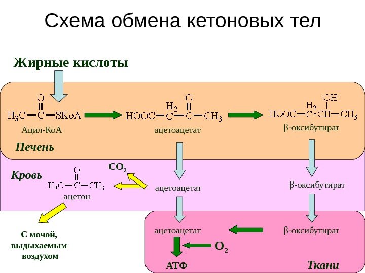 Схема обмена кетоновых тел Жирные кислоты АТФС мочой,  выдыхаемым воздухом β-оксибутират ацетоацетат ацетон