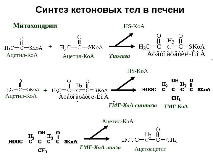 Синтез кетоновых тел в печени HS - Ko. A Тиолаза+ Ацетил-Ко. А ГМГ-Ко. АHS